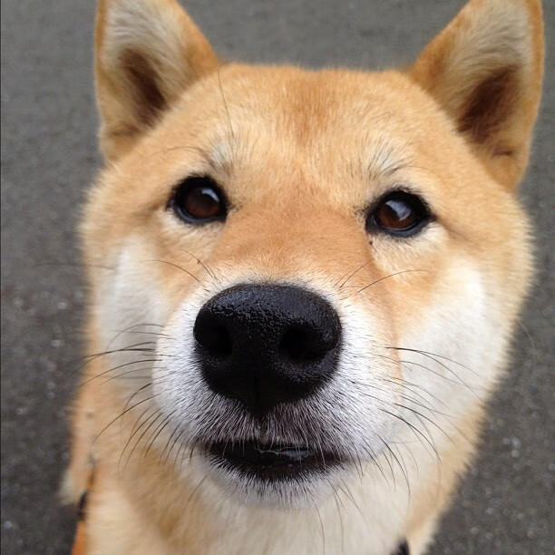 当约基奇遇见纽约，一场关于篮球哲学的无声对话